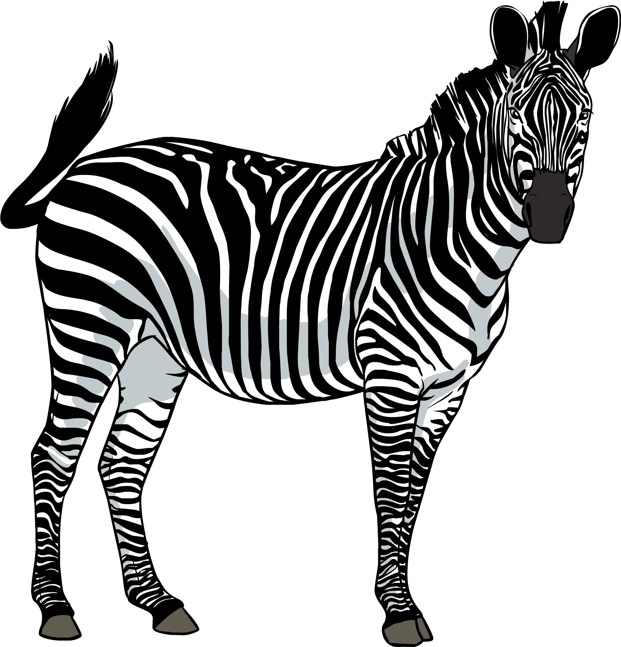  Free Png Zebra Images Download Zebra Png Zebra Logo Png