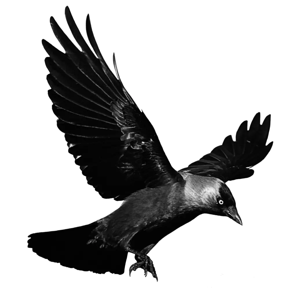  Raven Flying Transparent Background Crow Png Crow Transparent