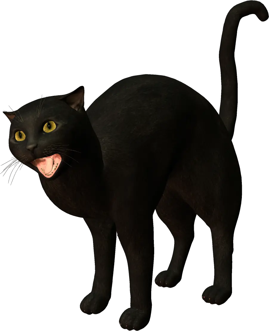  Bombay Cat Burmese Korat Black Black Cat Png Cats Transparent Background