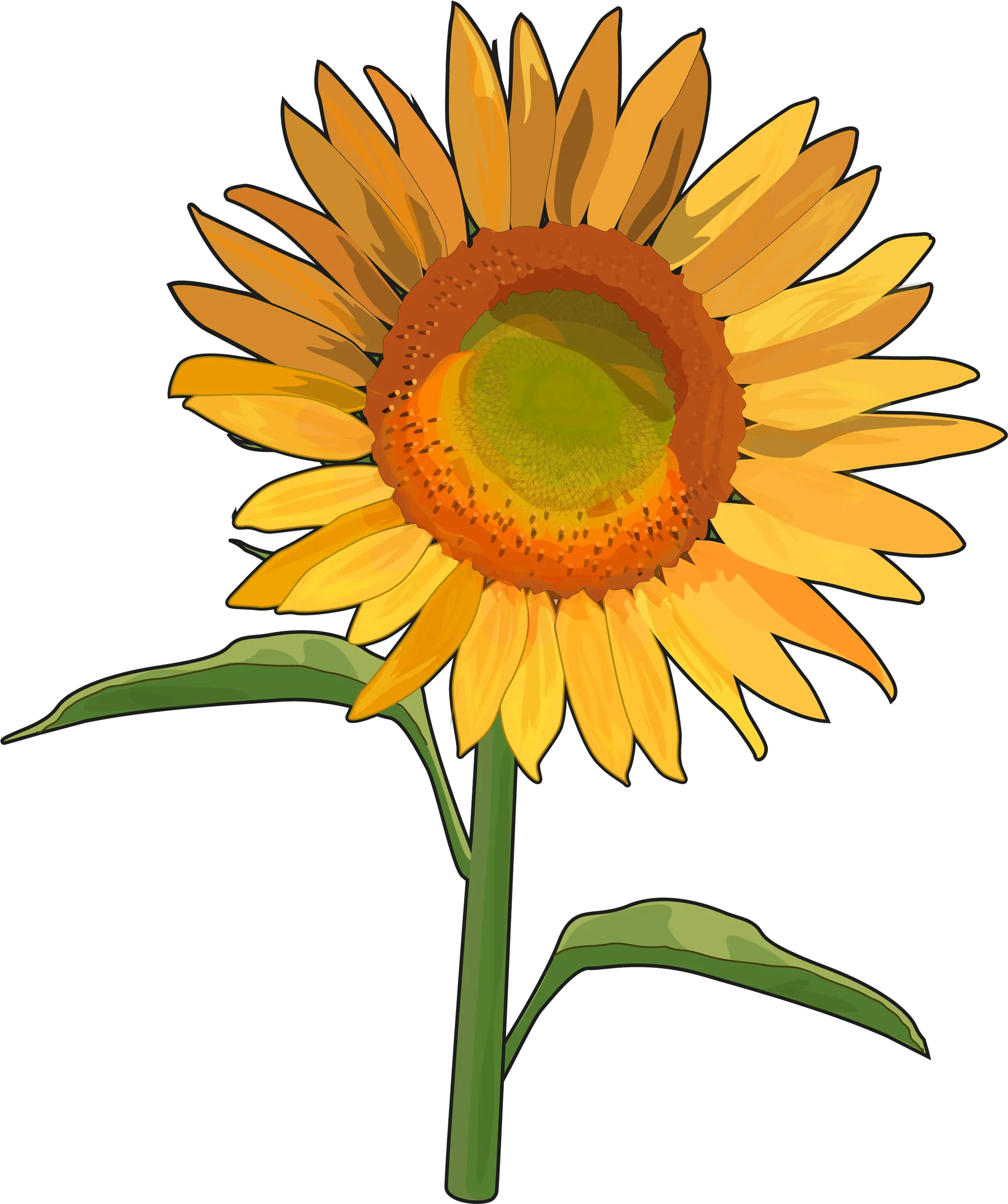  Download Hd Girasol Girasoles Png Girasol Png