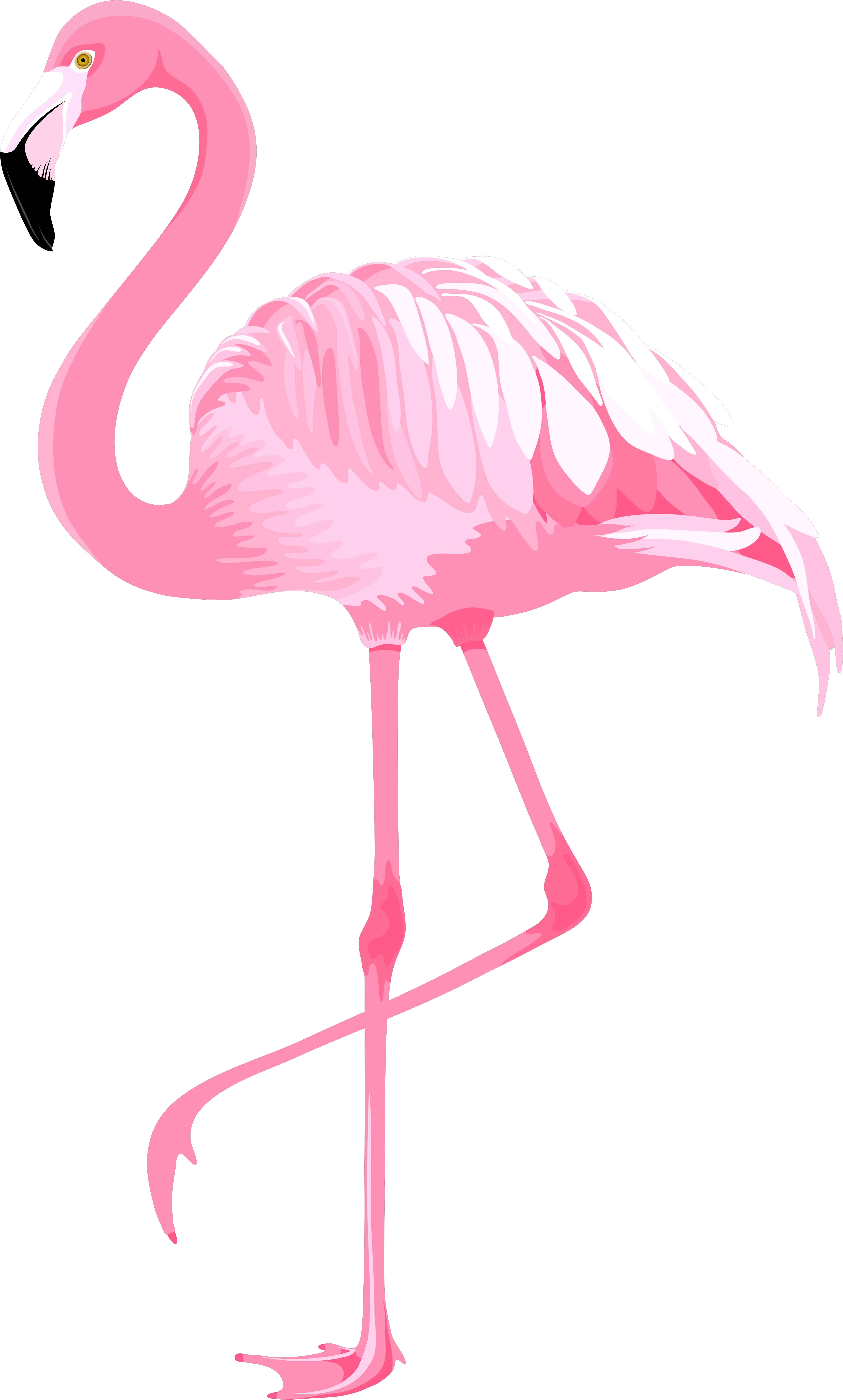  Cool Flamingo Cliparts For Free Png Banner Transparent