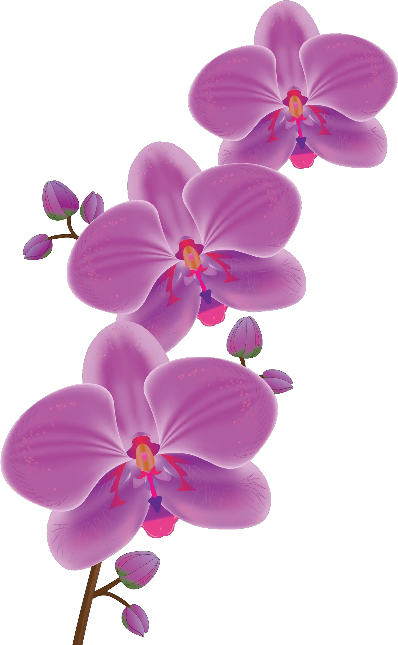  Floral Clipart Orchid Transparent Free For Png