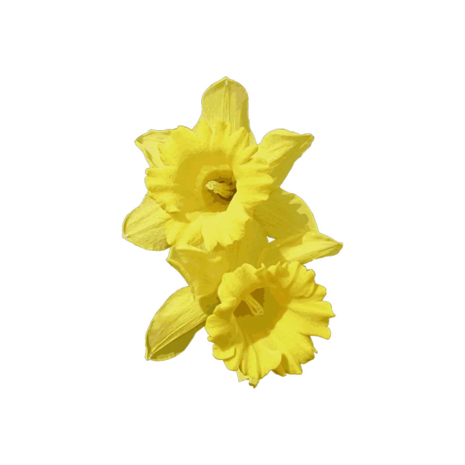  Daffodils Png Transparent Cartoon Daffodil Png Daffodil Png