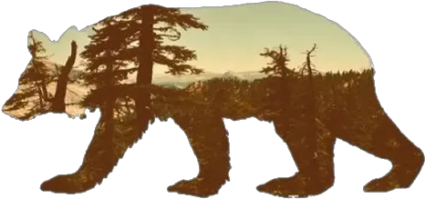  Pngs Not A Tumblr Blog Bear Silhouette Png Tumblr Pngs