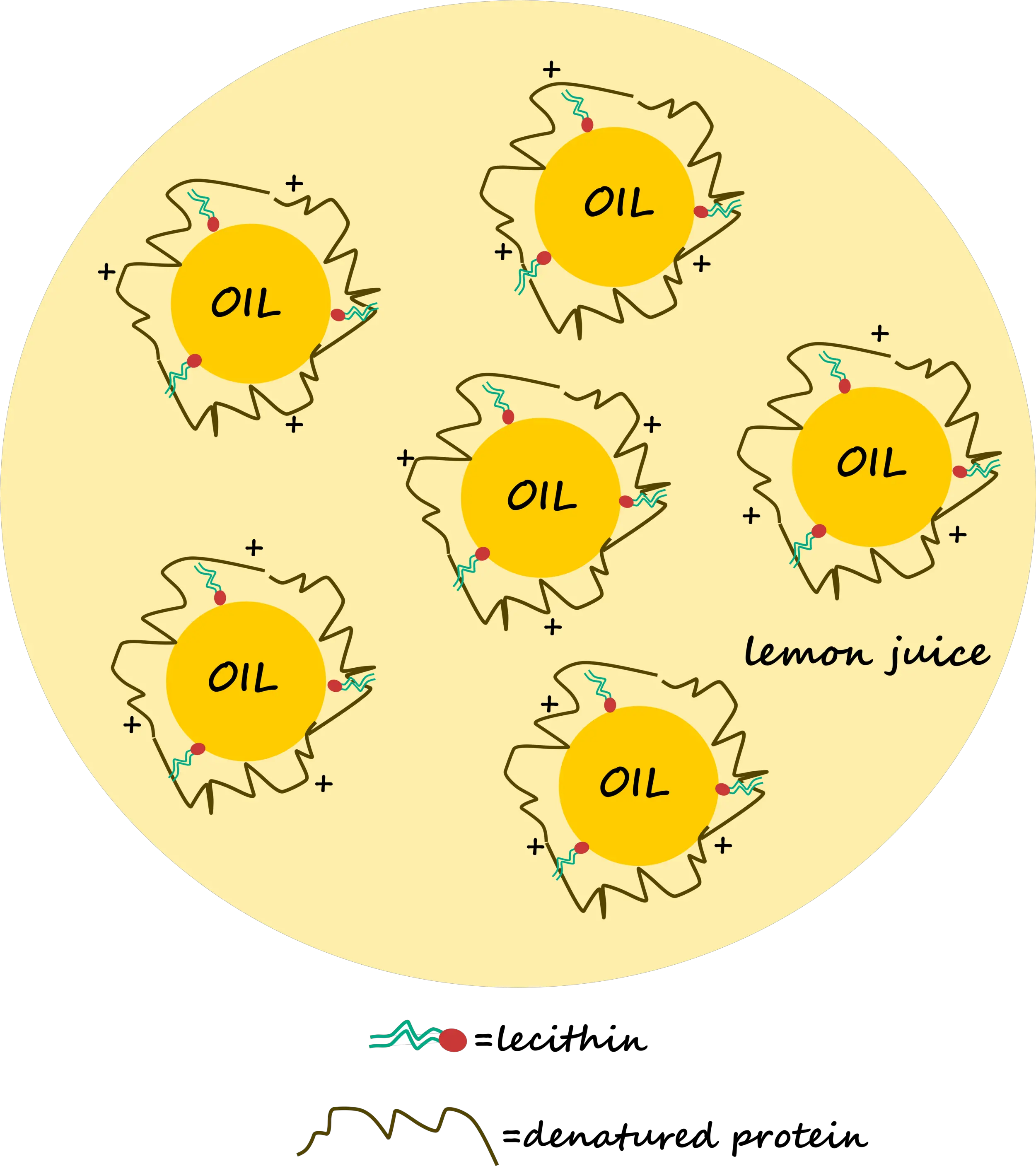  Mayo And Similar Egg Sauces Png