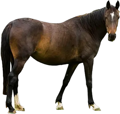  Real Horse Png Transparent Standing 2 Farm Animals With White Background Horse Transparent Background