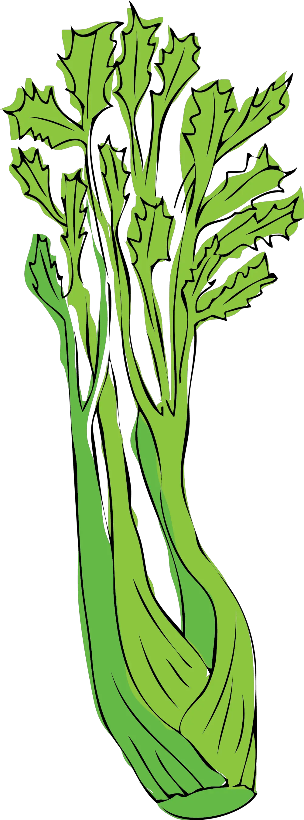  Celery Png Clip Art Celery Png