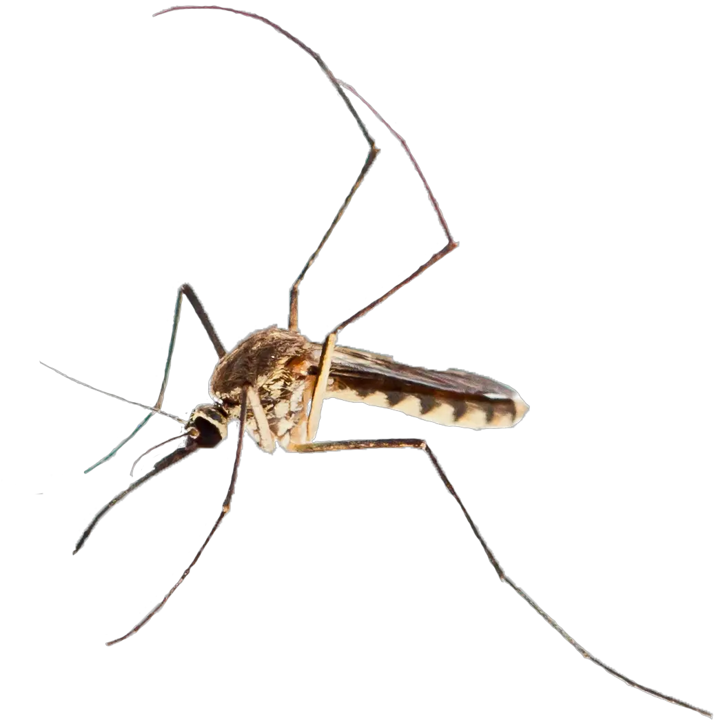  Mosquito Png Mosquito Mosquito Png