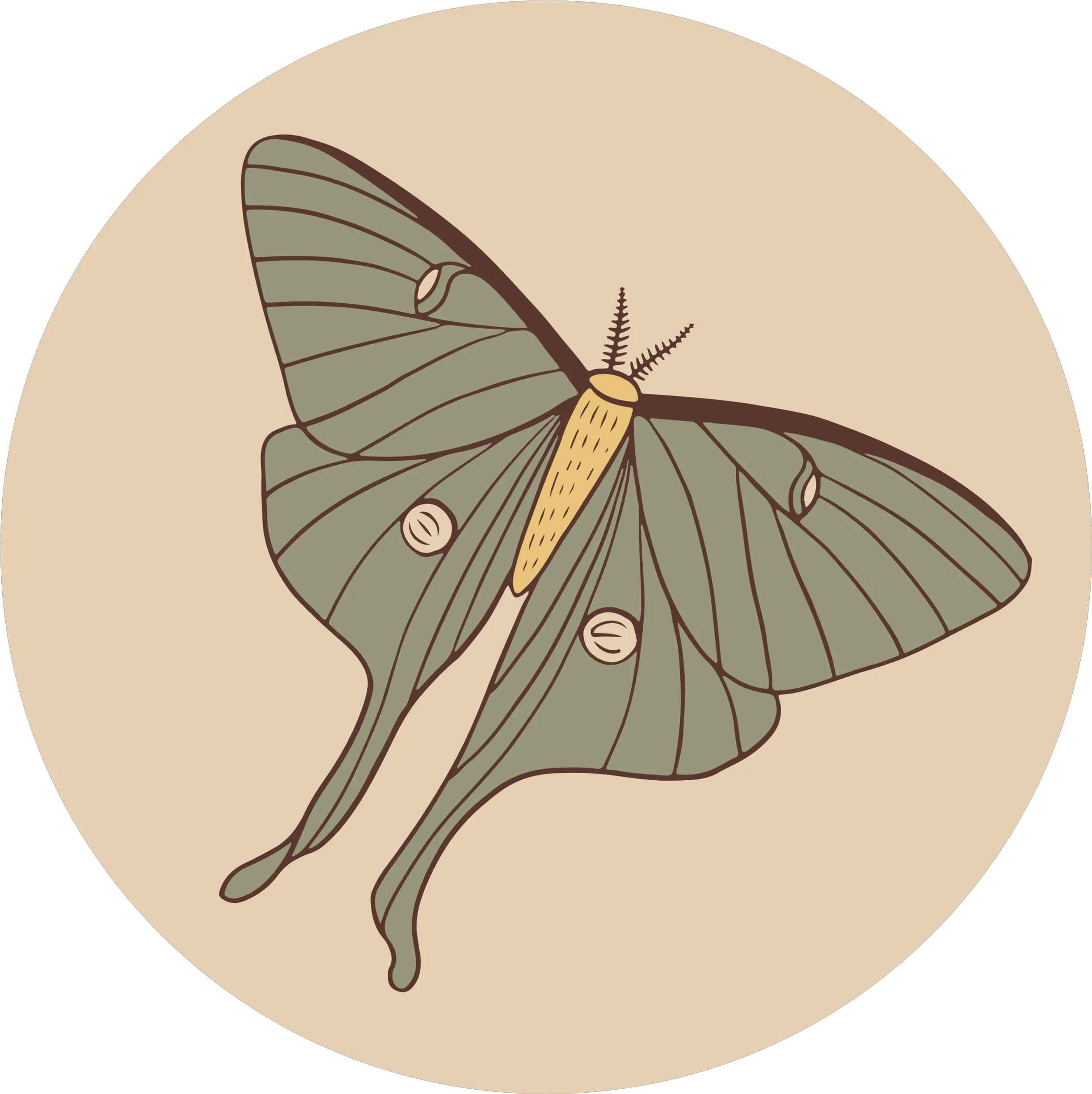  Rosebud Ranch Luna Moth Png Moth Icon