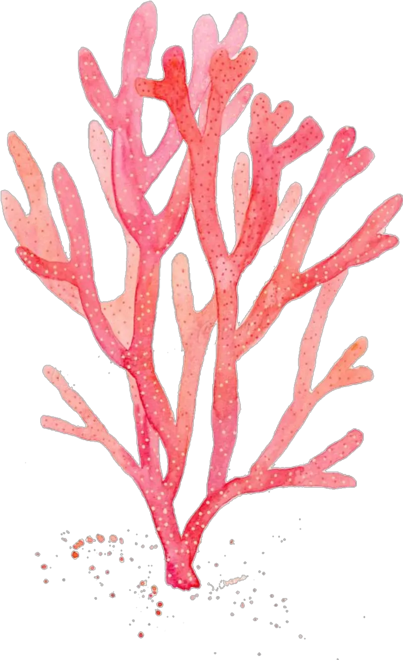  Download Red Coral Watercolor Painting Drawing Algae Red Seaweed Drawing Png Coral Transparent