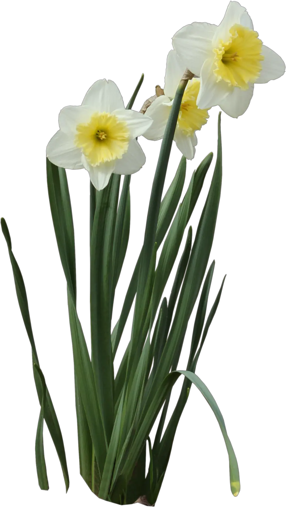  Clip Art Daffodils Png Daffodil Png