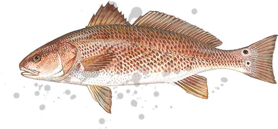  Greggofish Guide Service Llc Red Drum Fish South Carolina Png Bass Fish Png