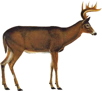  Whitetail Deer Vitals Png Mart Png White Tailed Deer Deer Head Png