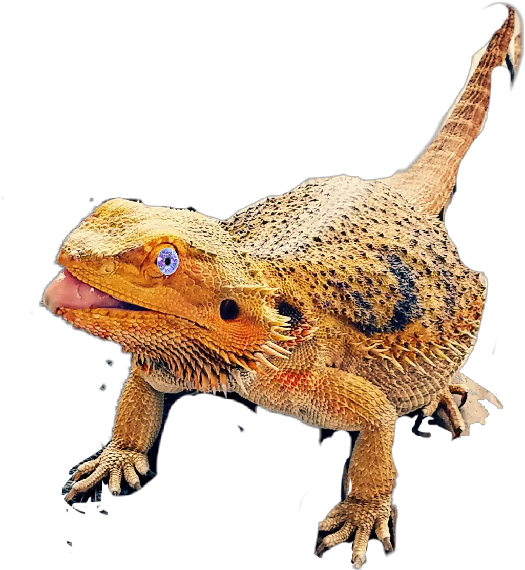  Download Hd Greater Short Lizard Png Lizard Transparent