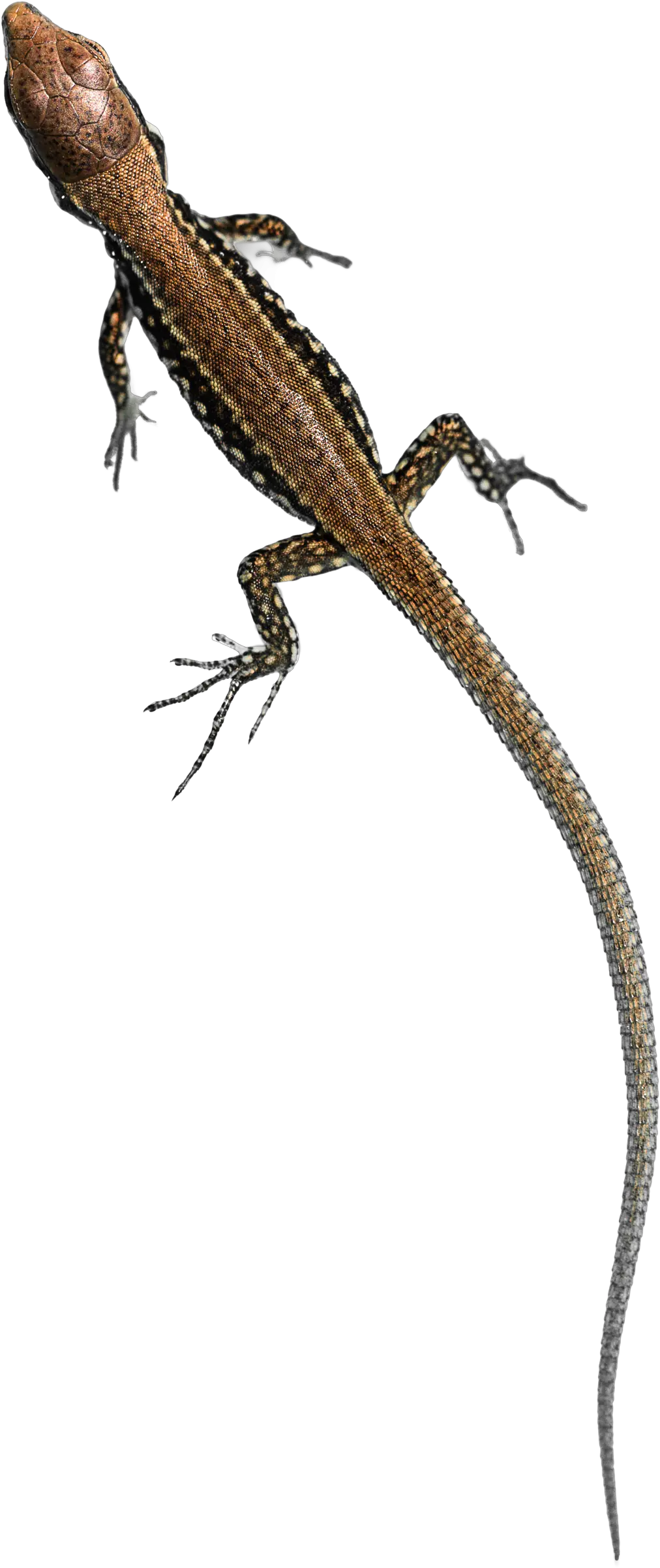  Lizard Free Png Images Transparent Wall Lizard Lizard Transparent