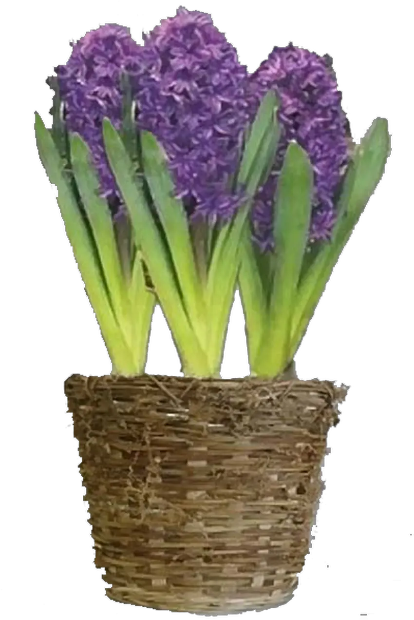  Purple Hyacinth Flower Bulb Gift Basket Hyacinth Png Basket Transparent