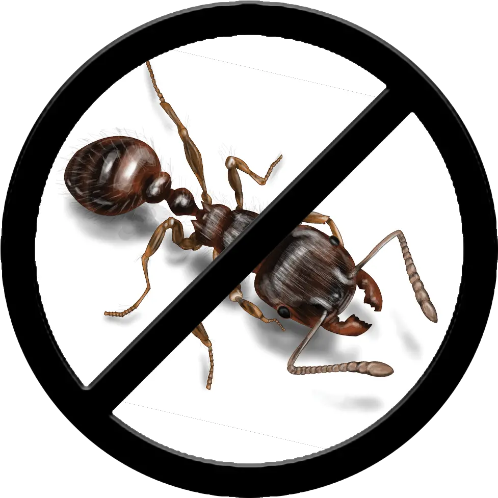  Pest Control Gluten Vegan Free Logo Png Ants Png