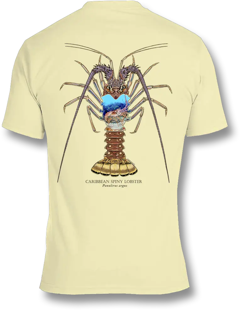  Spiny Lobster In Short Png