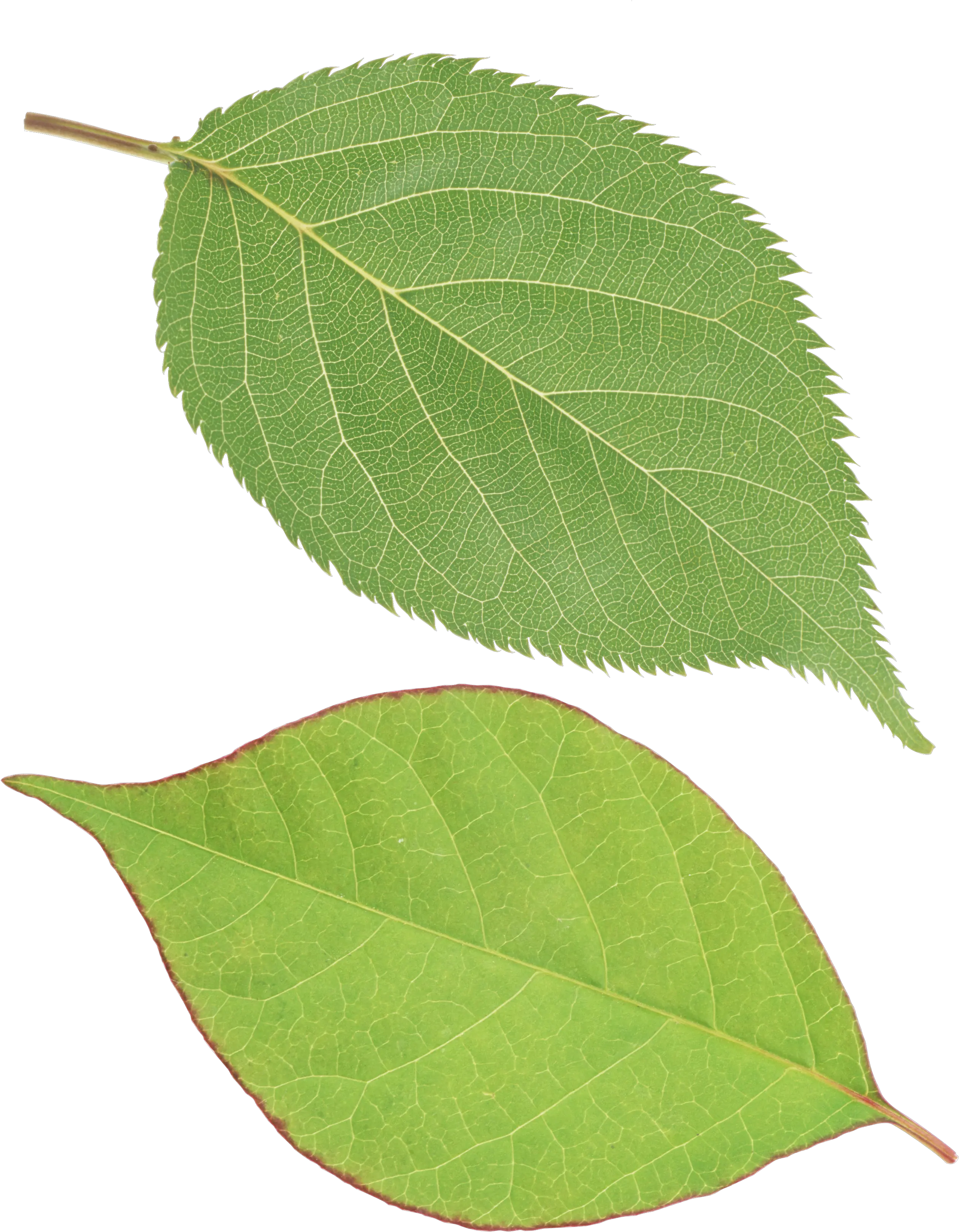  Green Leaves Png Images Free Download Single Green Leaves Png Leaves Clipart Png