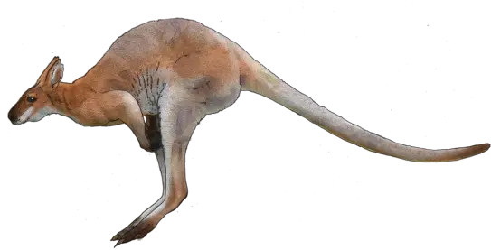  Kangaroo Png Transparent Images Red Kangaroo Transparent Background Kangaroo Transparent Background