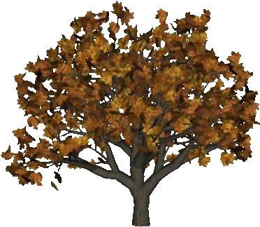  Index Of Suzanne Woolcott Png Fall Trees Png