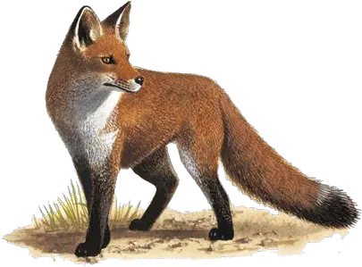  Fox Png Transparent Images Free Download