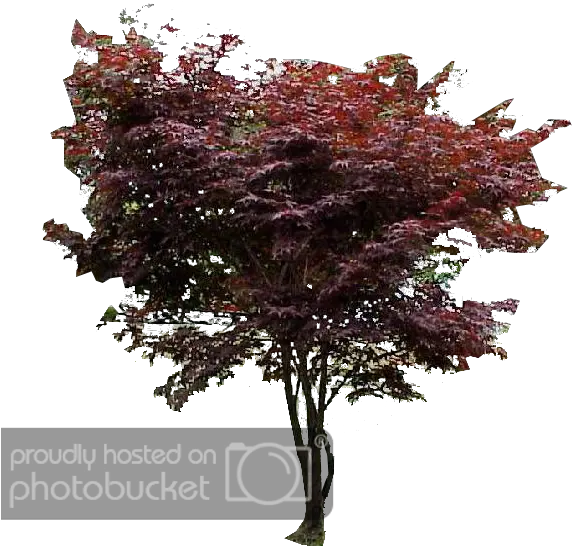  Download Japanese Maple Png Japanese Maple Png Japanese Maple Png