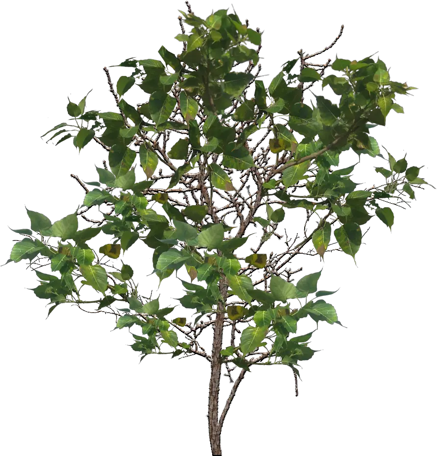  Tree Branch Png Image Portable Network Graphics Branch Png