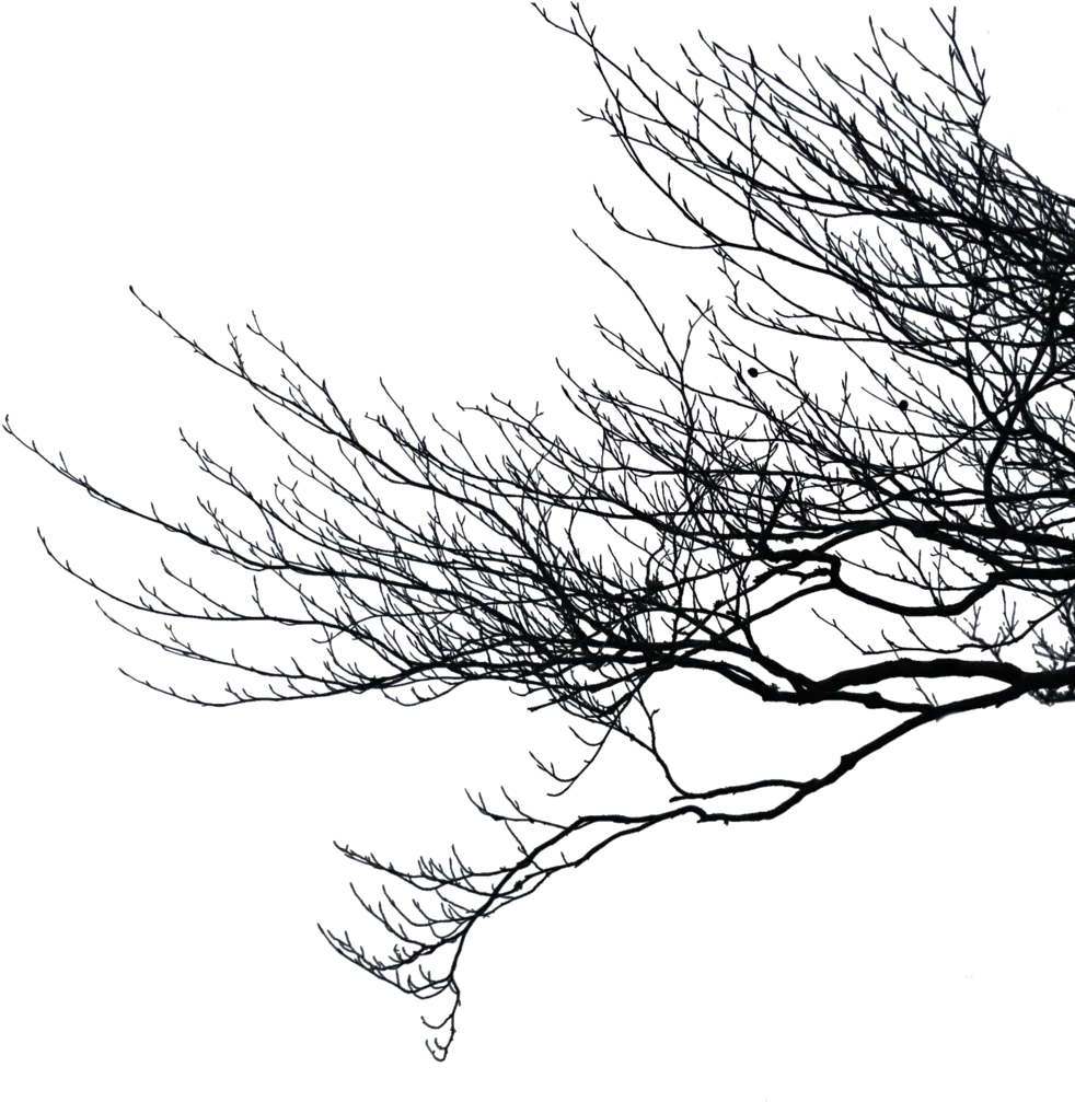  Branches Png Transparent Dark Branches Png Branch Png