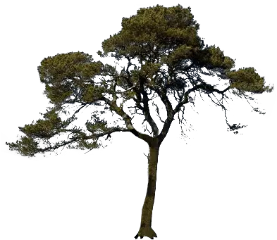  Tree Png Images Quality Transparent Pictures Only Free Png Free Tree Png