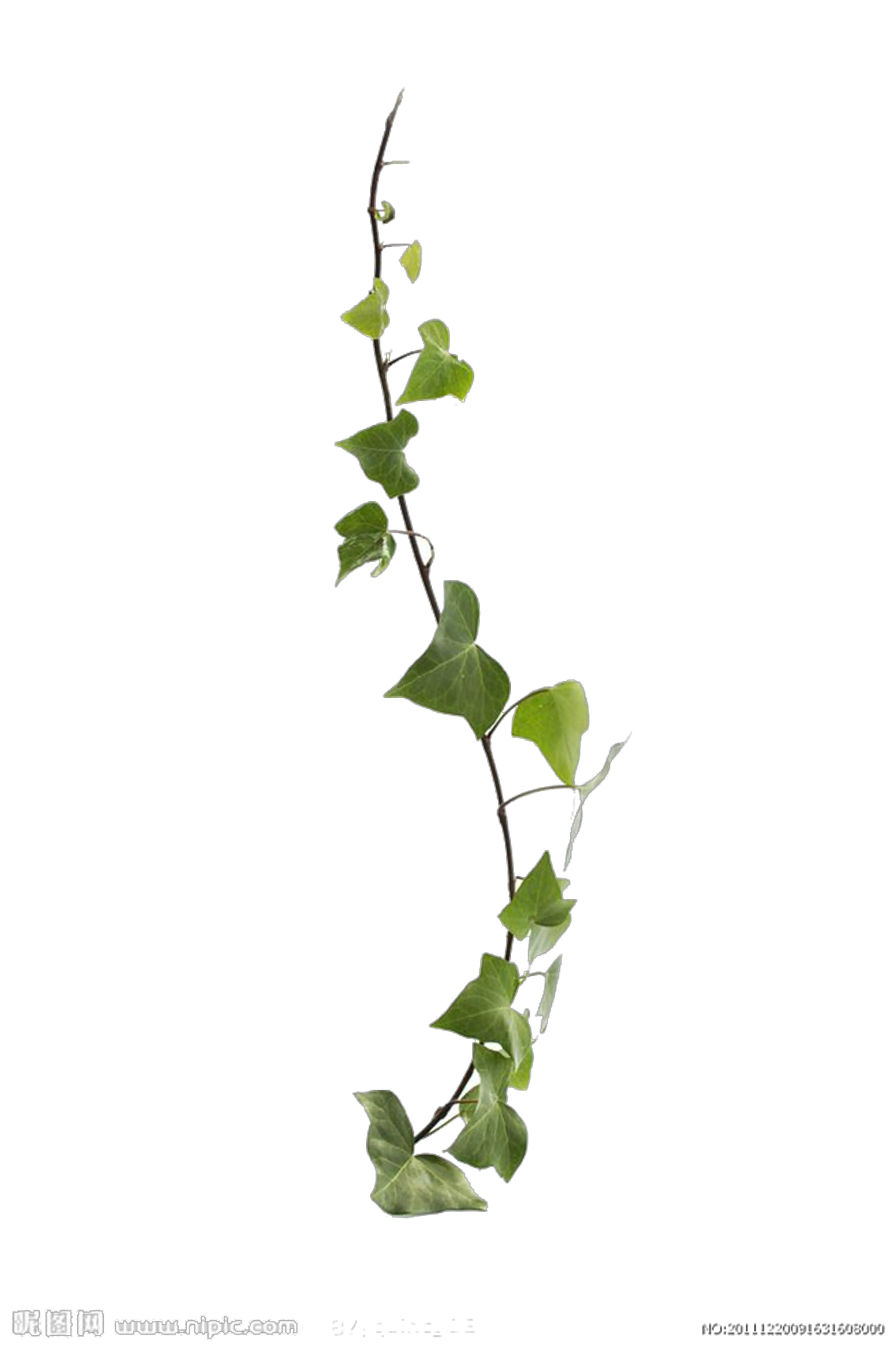  Common Ivy Virginia Creeper Vine Leaf Vine Plant Png Creeper Transparent