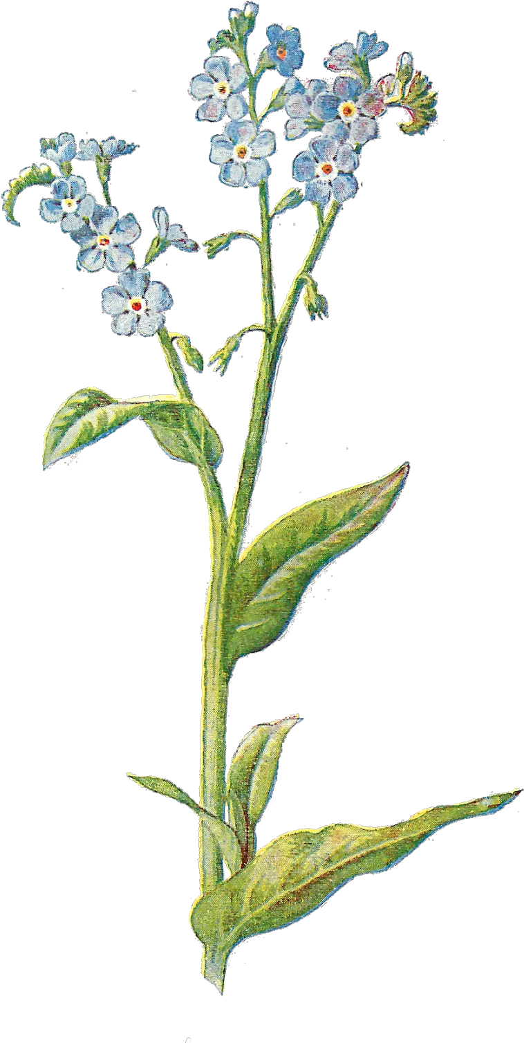  Wildflower Png Images In Forget Me Not Illustration Wildflower Png