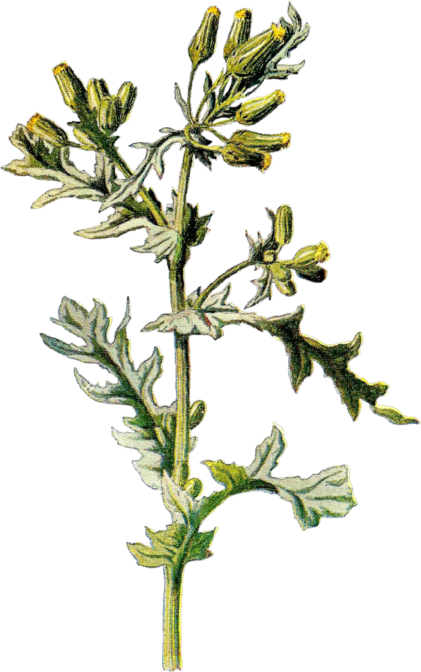  Wildflower Graphic Of The Clipart Senecio Vulgaris Png Wildflower Png