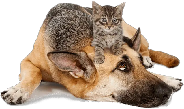  Homepage Tomlyn Pet Supplements Pet Products Cat On Top Of Dog Png Dogs Png