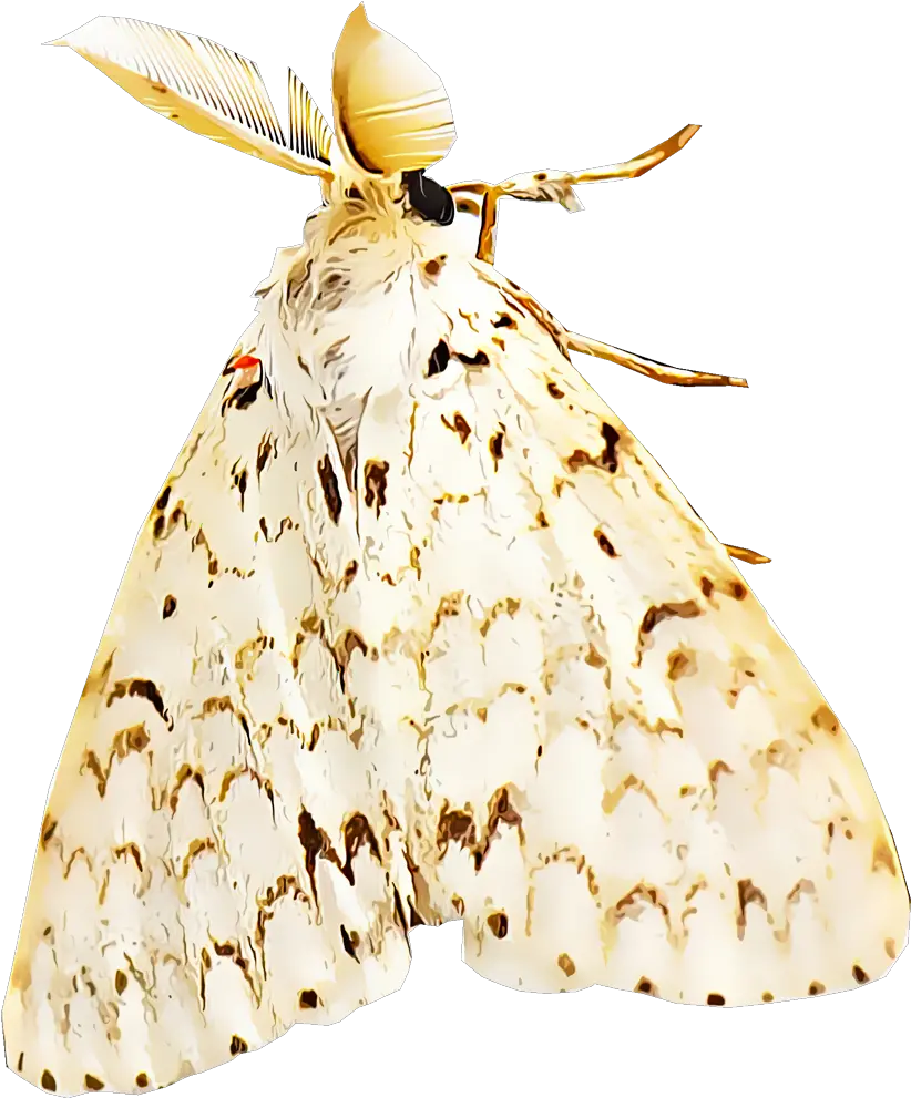  Identify And Control Gypsy Moths Types Of Gypsy Moths Png Moth Png