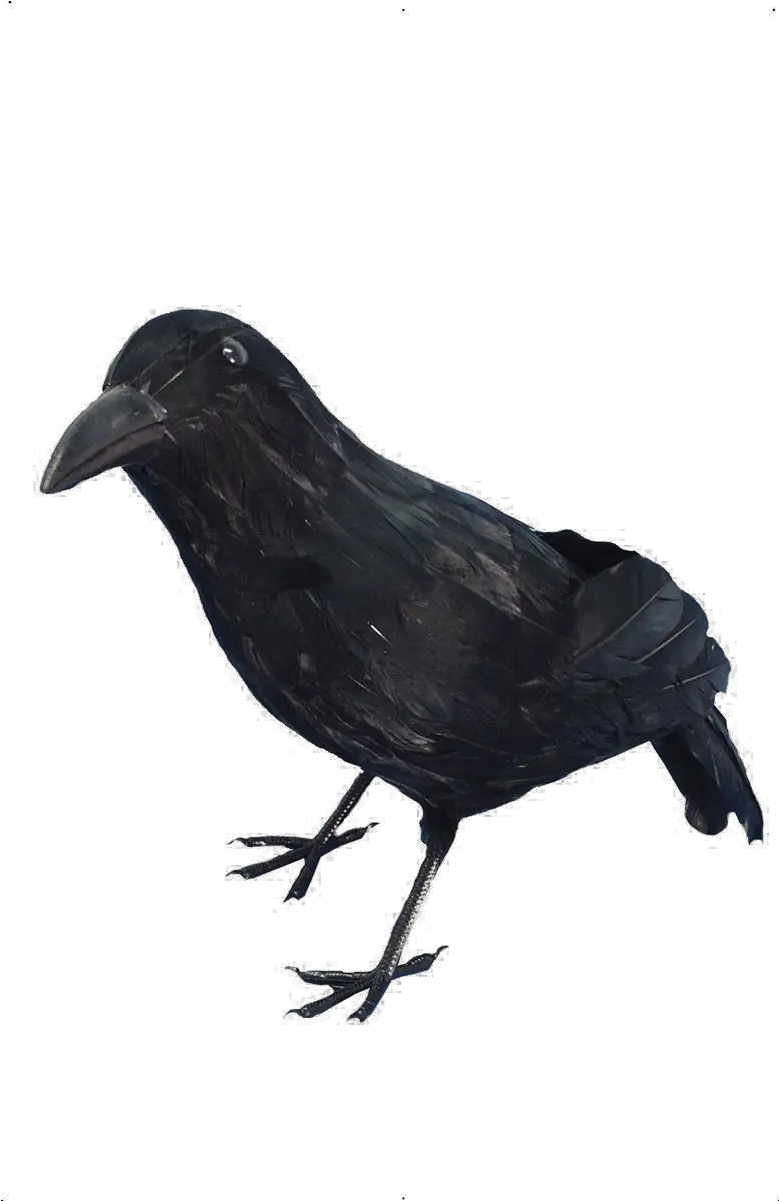  Halloween Crow Transparent Png Arts Kraai Halloween Crow Transparent