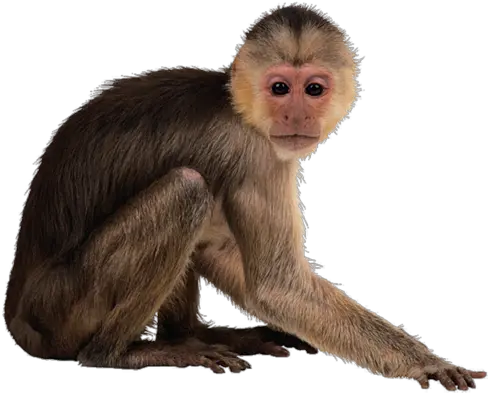  Monkey Png Transparent Free Images Monkey Png Transparent Monkey Transparent Background