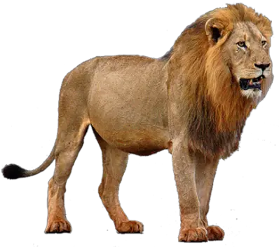  Lion Png Images Free Download Lions Lion With Mane Standing Lion Roar Png