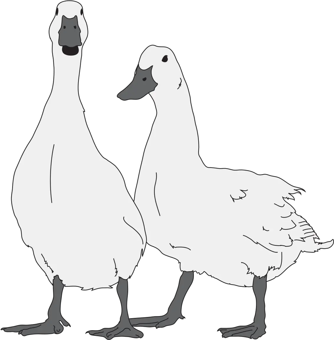  Goose Bw 06 Goose Drawing Png Goose Png