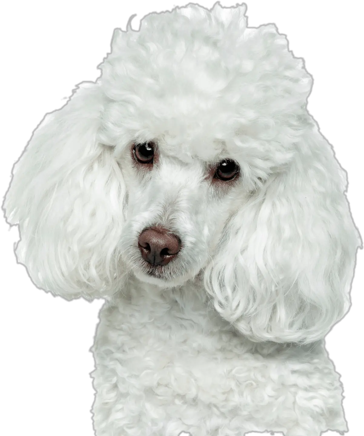  White Poodle Head Transparent Png Transparent Poodle Png Poodle Png