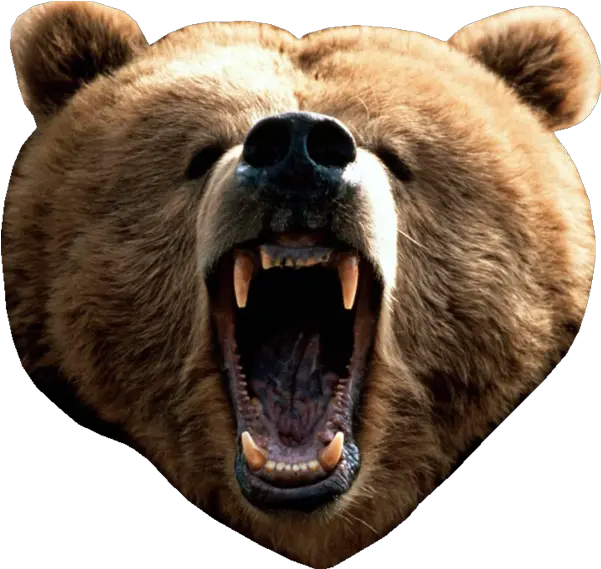  Bear Head Png Picture Brown Bear Head Png Bear Head Png