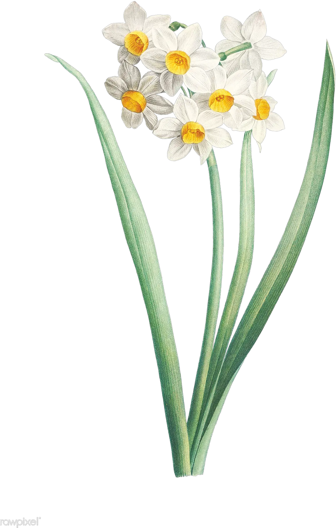  Narcissus Flower Png Free Flower Daffodil Png