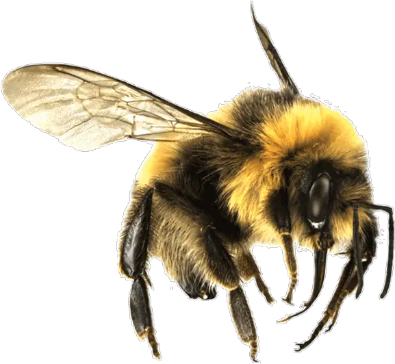  Bee Large Transparent Png Bees Transparent Png Bee Transparent Background