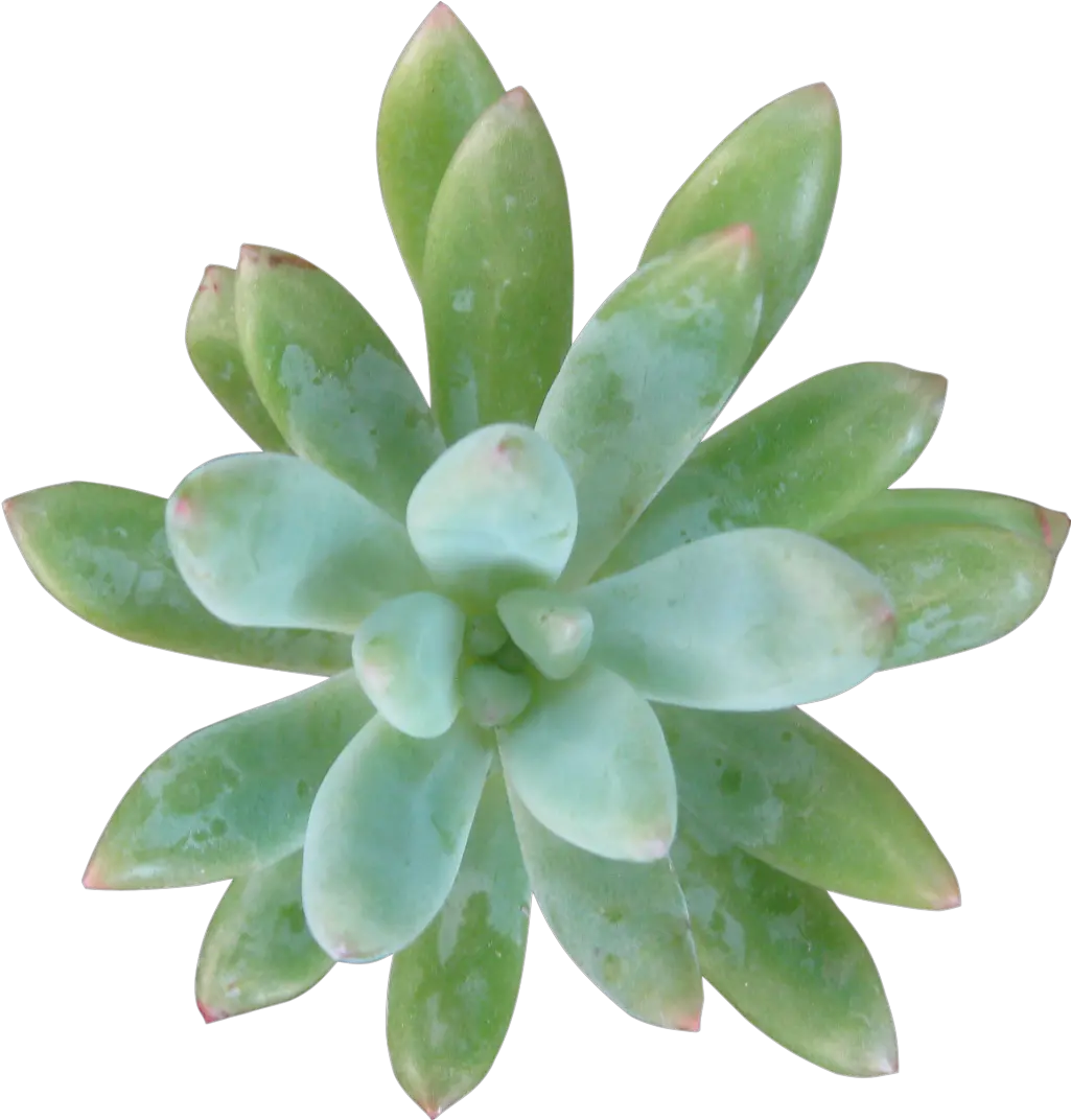  Download Green Succulent Succulent Plant Png Ozuna Png