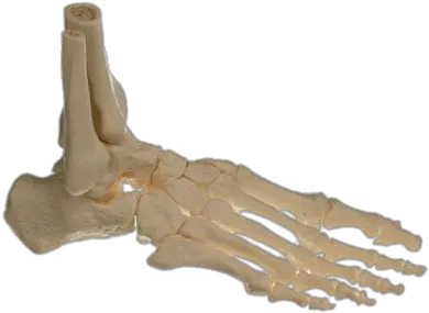  Bones Of The Body Transparent Png Images Stickpng Skeleton Foot Png Skeleton Hand Png