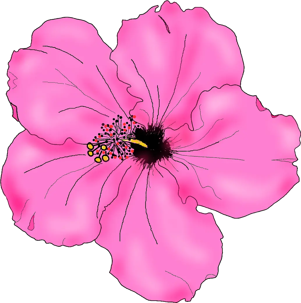  Flowers For Simple Hibiscus Flower Drawing Pink Hibiscus Cool Drawing Hibiscus Flower Png Hibiscus Flower Png