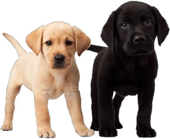  Cute Puppies Transparent Png Cute Dog Transparent Cute Dog Png