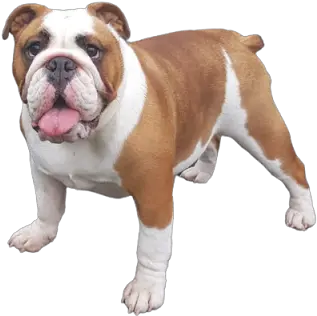  10 Best Dog Breeds To Picking Up Girls Olde English Bulldogge Png Bull Dog Icon