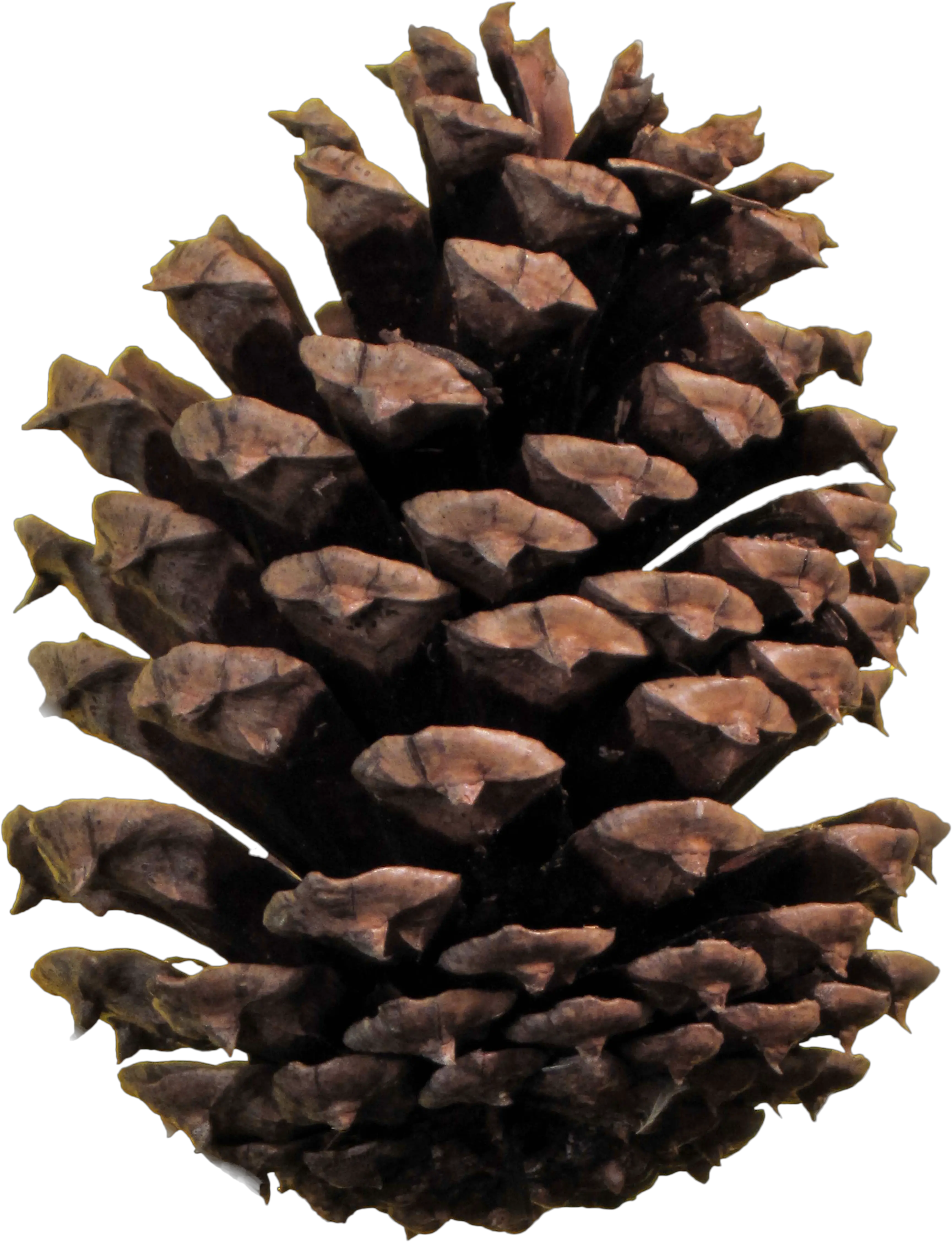  Christmas Pine Cone Png Pinecone Png Cone Png