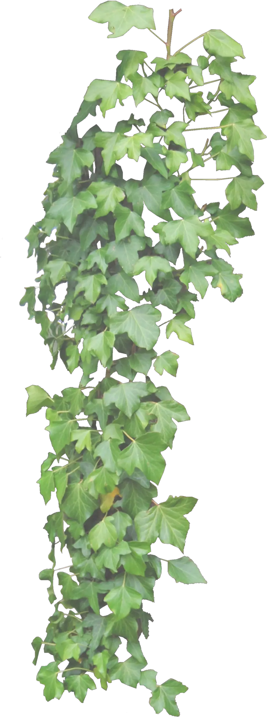  Ivy Png Images Transparent Hang Plants Png Ivy Png